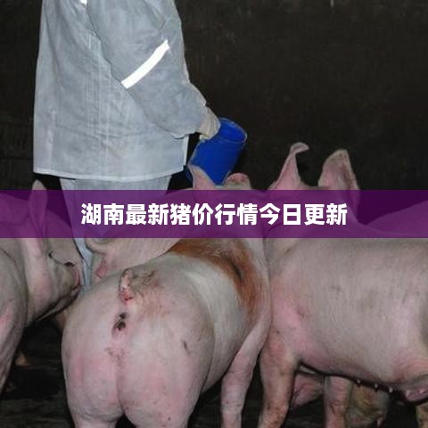 湖南最新猪价行情今日更新