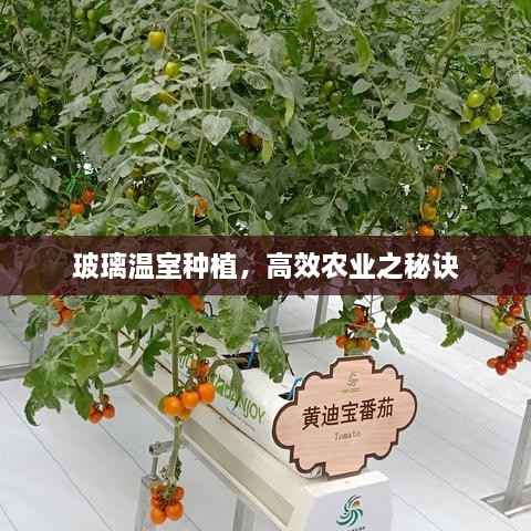 玻璃温室种植，高效农业之秘诀