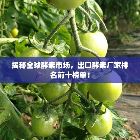 揭秘全球酵素市场，出口酵素厂家排名前十榜单！