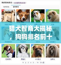 猎犬智商大揭秘，狗狗排名前十榜单！