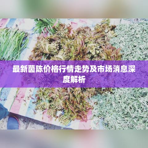 最新茵陈价格行情走势及市场消息深度解析