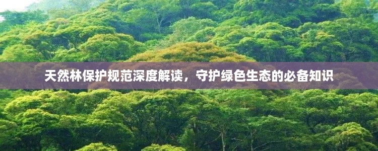 天然林保护规范深度解读，守护绿色生态的必备知识
