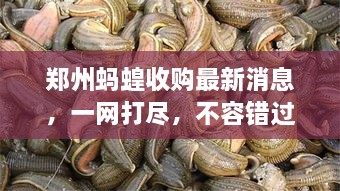 郑州蚂蝗收购最新消息，一网打尽，不容错过！