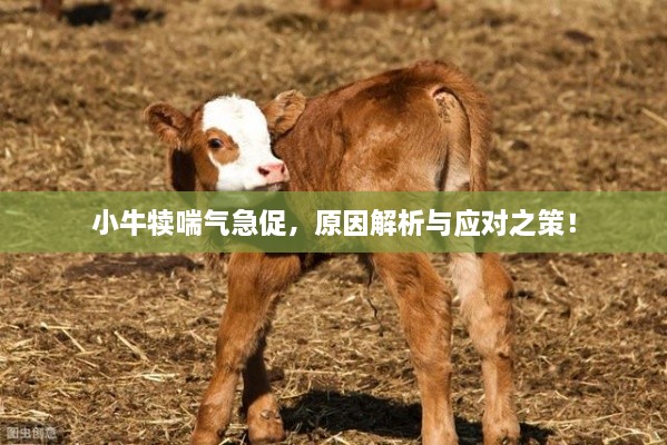 小牛犊喘气急促，原因解析与应对之策！
