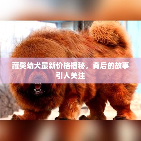 藏獒幼犬最新价格揭秘，背后的故事引人关注