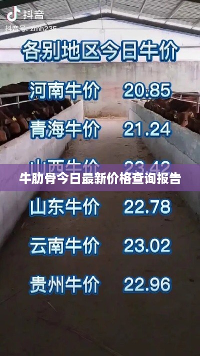 牛肋骨今日最新价格查询报告