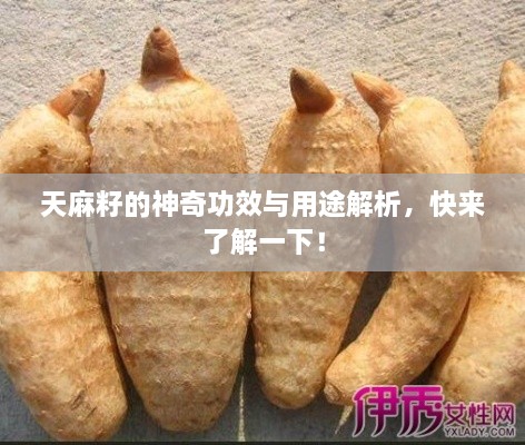 天麻籽的神奇功效与用途解析，快来了解一下！