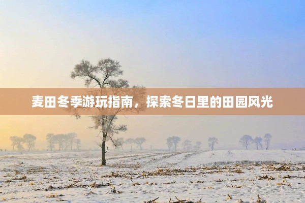麦田冬季游玩指南，探索冬日里的田园风光