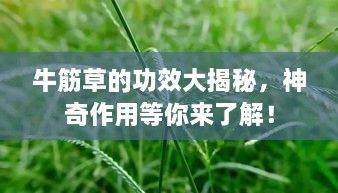 牛筋草的功效大揭秘，神奇作用等你来了解！