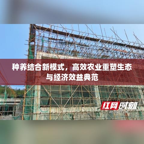 种养结合新模式，高效农业重塑生态与经济效益典范
