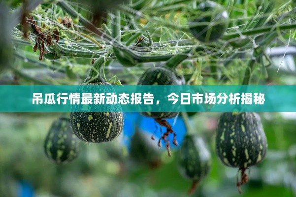 吊瓜行情最新动态报告，今日市场分析揭秘