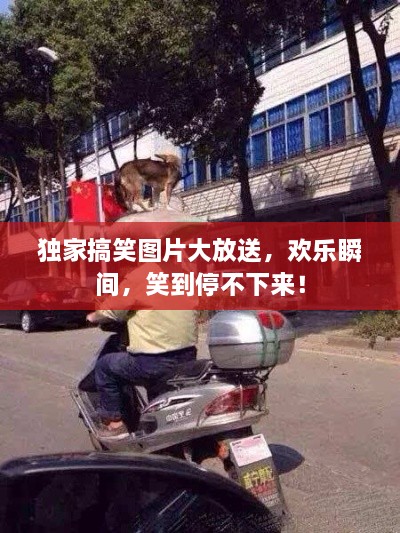 独家搞笑图片大放送，欢乐瞬间，笑到停不下来！