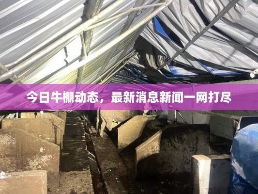 今日牛棚动态，最新消息新闻一网打尽
