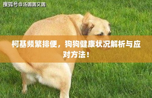 柯基频繁排便，狗狗健康状况解析与应对方法！
