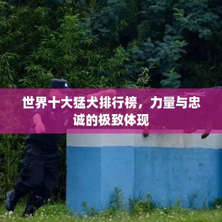 世界十大猛犬排行榜，力量与忠诚的极致体现