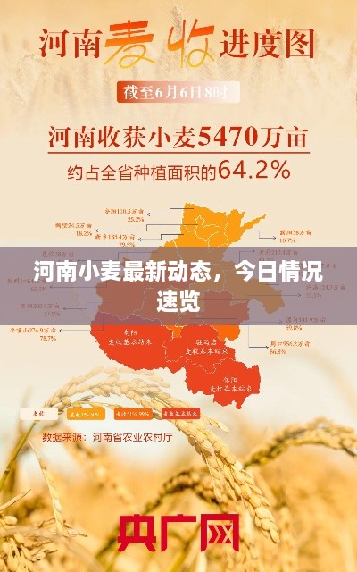 河南小麦最新动态，今日情况速览
