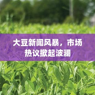 大豆新闻风暴，市场热议掀起波澜
