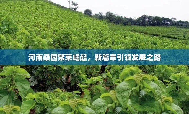 河南桑园繁荣崛起，新篇章引领发展之路