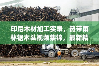 印尼木材加工实录，热带雨林锯木头视频集锦，最新精彩呈现！