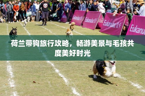 荷兰带狗旅行攻略，畅游美景与毛孩共度美好时光