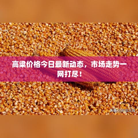 高粱价格今日最新动态，市场走势一网打尽！