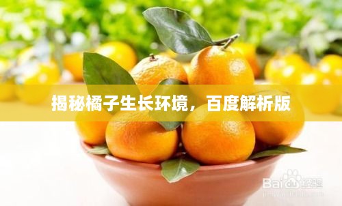 揭秘橘子生长环境，百度解析版