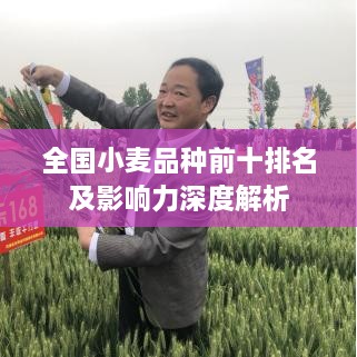 全国小麦品种前十排名及影响力深度解析