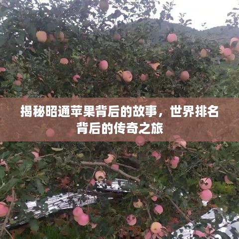 揭秘昭通苹果背后的故事，世界排名背后的传奇之旅