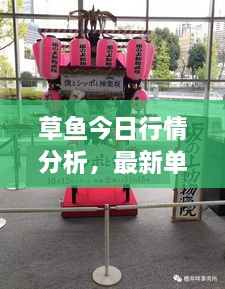 草鱼今日行情分析，最新单价信息及市场动态一网打尽