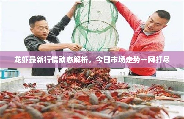 龙虾最新行情动态解析，今日市场走势一网打尽
