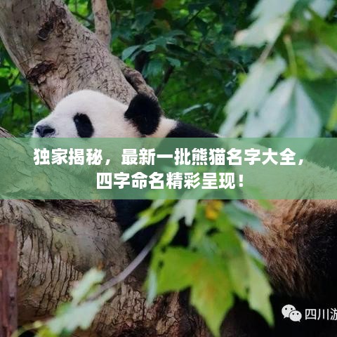 独家揭秘，最新一批熊猫名字大全，四字命名精彩呈现！