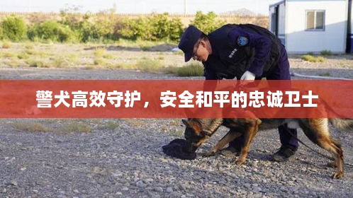 警犬高效守护，安全和平的忠诚卫士