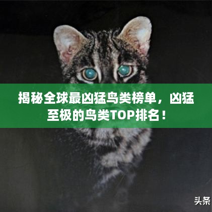 揭秘全球最凶猛鸟类榜单，凶猛至极的鸟类TOP排名！