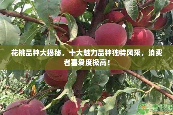 花桃品种大揭秘，十大魅力品种独特风采，消费者喜爱度极高！