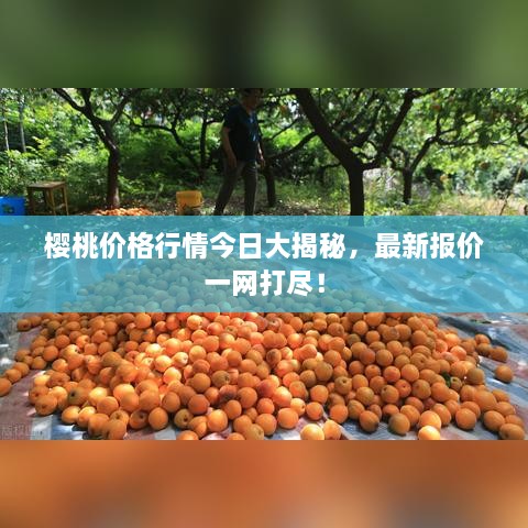 樱桃价格行情今日大揭秘，最新报价一网打尽！
