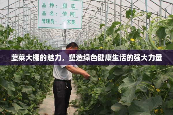 蔬菜大棚的魅力，塑造绿色健康生活的强大力量
